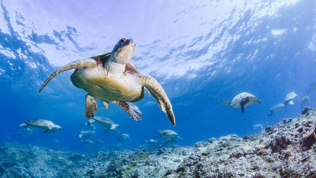 A green sea turtle swims above the viewer in bright blue water. The ground is rocky and sandy. Some fish swim around the ground and there are other turtles in the background.